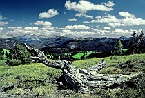 Pasayten Meadow with Fallen Snag